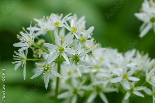 Medicinal plant Bear's garlic - Allium ursinum. Garlic has green leaves and white flowers.