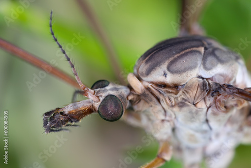 Tipula Crane fly tipulidae diptera nematocera insect. Larvae of this insects are significant pest of many crops in soil. photo