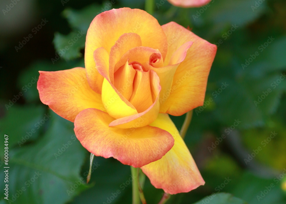 From all the flowers, I like the most those that bloom in spring From all the flowers, I like the most those that bloom in spring
