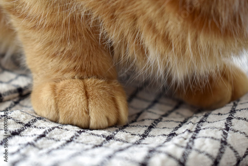 Ginger cat sitting on a cloth or fabric.  Selective focus at the left paw.  Cat paw closeup. 