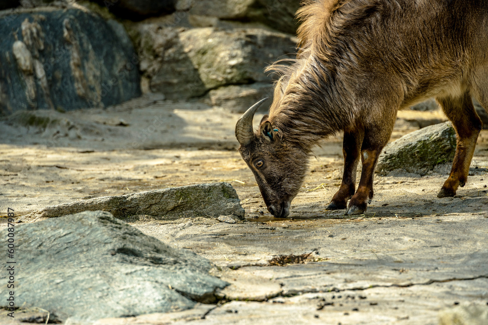 Fototapeta premium wild goat on a rock