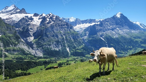 Cow on top of mountain with Alps as background in Switzerland