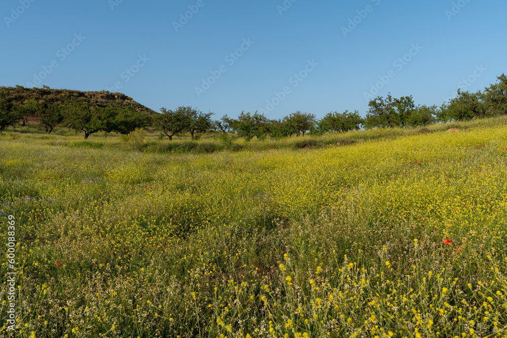 Grass meadow with yellow flowers in the south of Granada