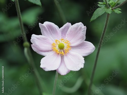 Light Pink Japanese Thimbleweed (Japanese Anemone Flower) photo