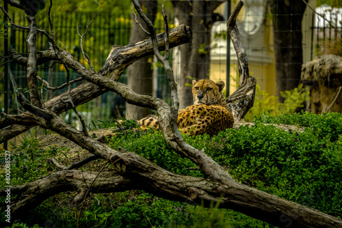 leopard in tree, Schönbrunn Zoo