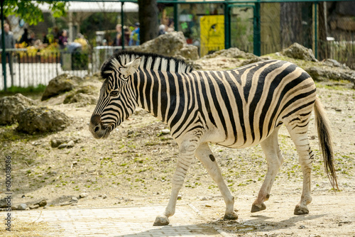 zebra in the zoo  Sch  nbrunn Zoo