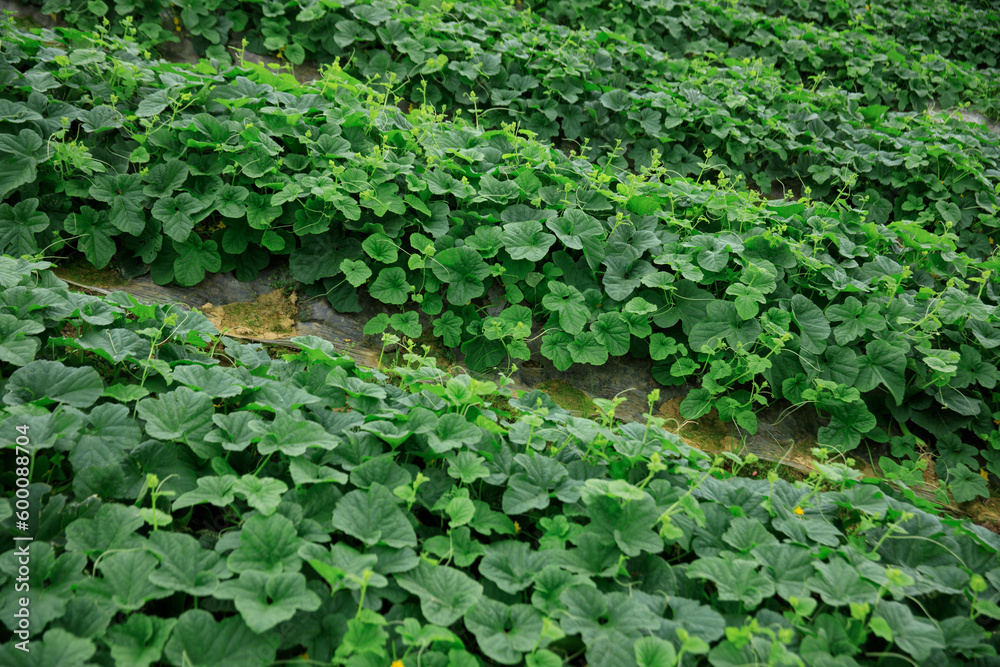 Green cucumber crops in growth in garden, China Green cucumber crops in growth in garden, China