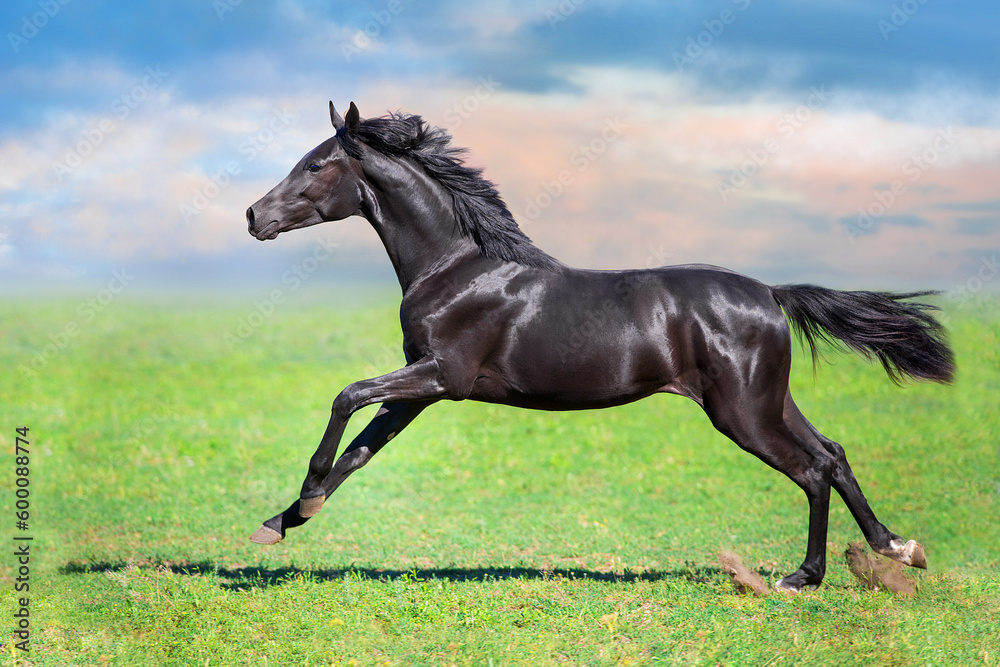 Black Horse run gallop on spring green meadow Black Horse run gallop on spring green meadow