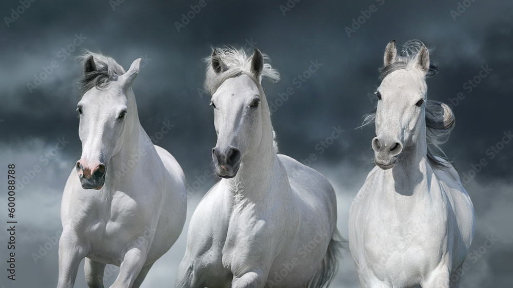 White horse herd against the backdrop of a thunderstorm White horse herd against the backdrop of a thunderstorm