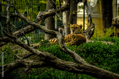leopard in tree  Sch  nbrunn Zoo