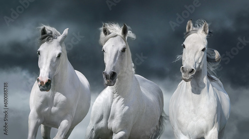 White horse herd against the backdrop of a thunderstorm