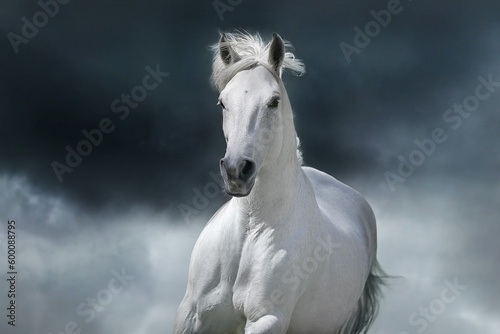Grey arabian horse portrait