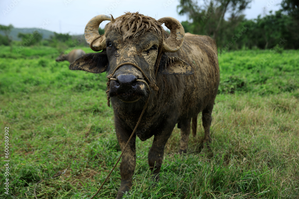 Buffalo eating grass in the spring nautre Buffalo eating grass in the spring nautre