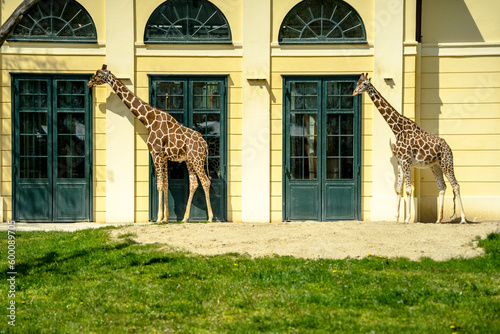 Photography giraffe in the zoo, Schönbrunn Zoo