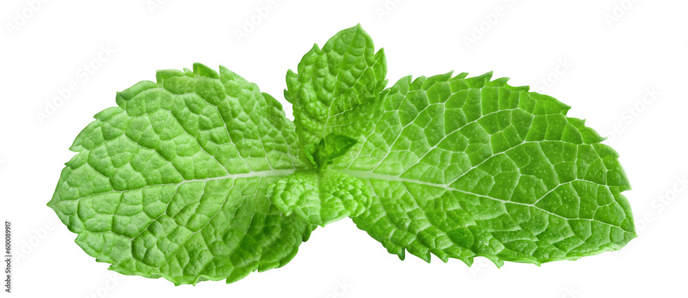Delicious mint leaves cut out Delicious mint leaves cut out