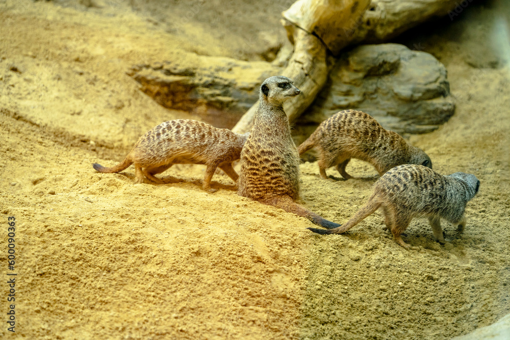 meerkat on guard duty. Schönbrunn Zoo