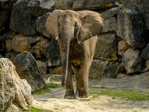 an elephant is waiting for lunch. Schönbrunn Zoo