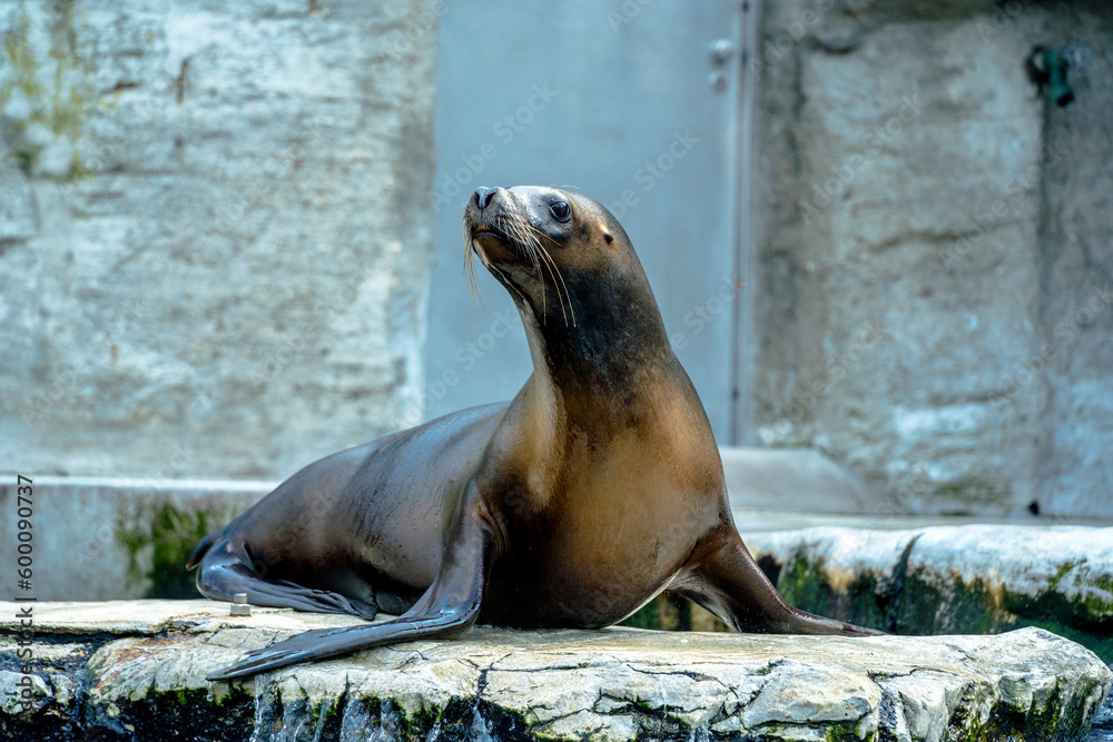 Obraz premium sea lion resting on a rock, Seals. Schönbrunn Zoo