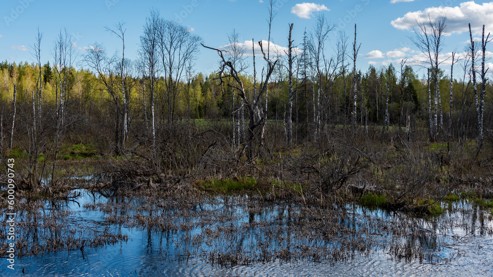 Fototapeta premium Springtime forest with trees with young green leaves. Aerial spring landscape. Reflections in water.