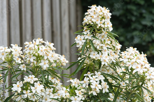 Choisya Aztec Pearl blooming in the garden