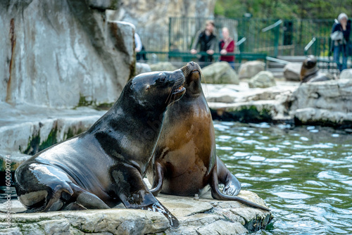 sea lion on the rocks, Seals. Schönbrunn Zoo