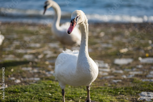Swans at Lake Ohrid, North Macedonia. Portrait of Swan, selective focus with blurred background