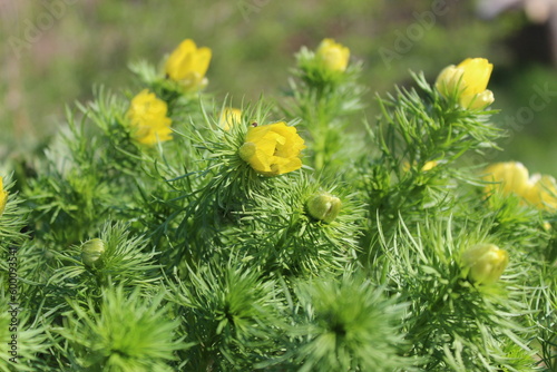 Naklejka Adonis spring goritsvet