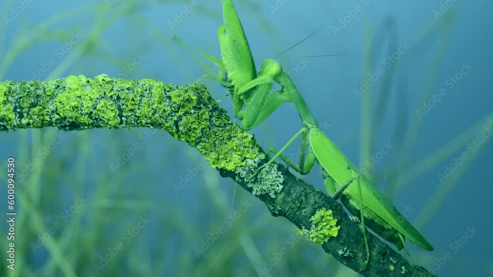 Green grasshopper chirps its wings next to large female praying mantis, it attacks and eats it sitting on tree branch covered with lichen. and Transcaucasian tree mantis (Hierodula transcaucasica)