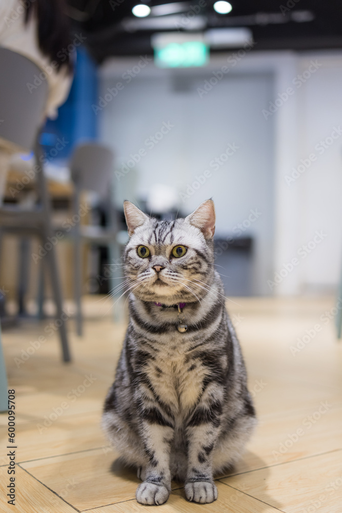 Naklejka premium Adorable cat sit on the floor