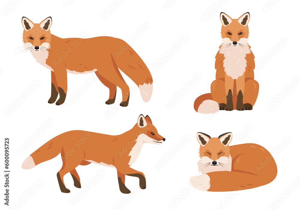 Set of foxes in different poses. Wild red Fox icons isolated on white background. Vector illustration.