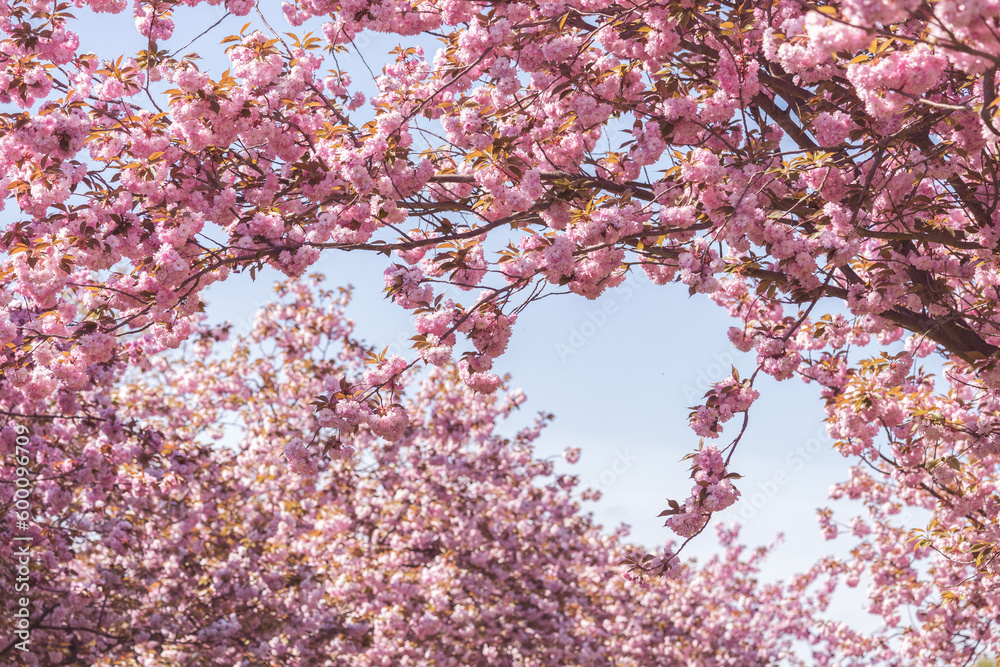 Japanische Kirschblüten