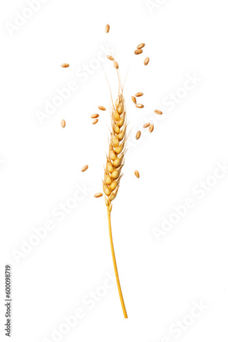 ear of wheat with grain on a transparent background