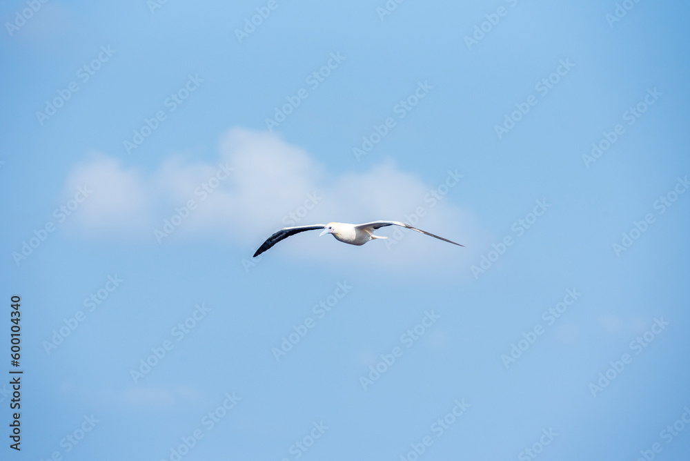 Seabird Masked, Blue-faced Booby (Sula dactylatra) flying over the ocean. Seabird is hunting for flying fish jumping out of the water. Seabird Masked, Blue-faced Booby (Sula dactylatra) flying over the ocean. Seabird is hunting for flying fish jumping out of the water.