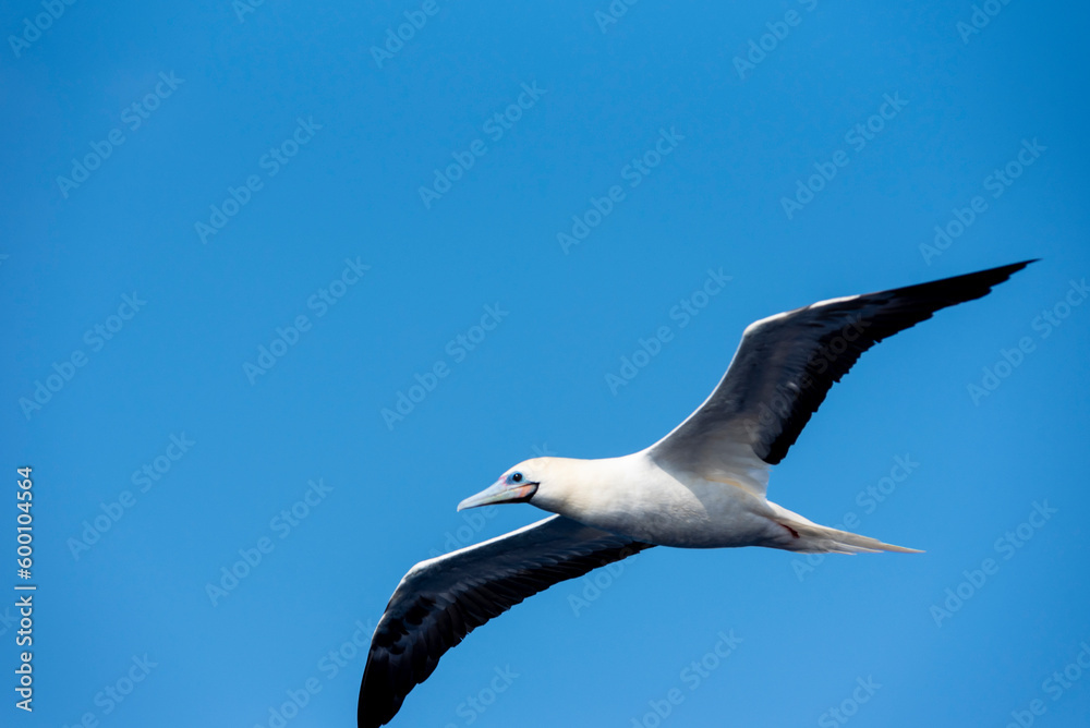 Obraz premium Seabird Masked, Blue-faced Booby (Sula dactylatra) flying over the ocean. Seabird is hunting for flying fish jumping out of the water.