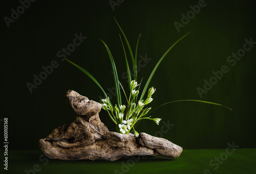 Exquisite, mysterious, romantic, floral composition. On the driftwood are white wildflowers of the Poultry umbelliferous and grass. Ornithogalum umbellatum. photo