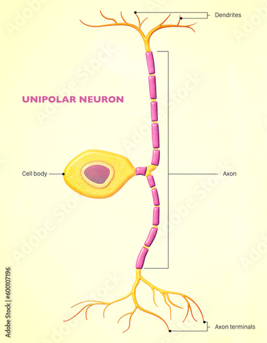 A unipolar neuron is a neuron in which only one process, called a neurite, extends from the cell body. The neurite then branches to form dendritic and axonal processes photo