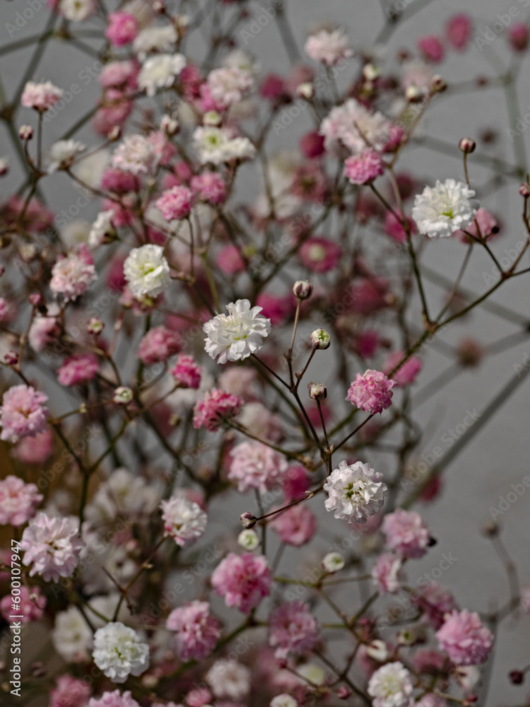 baby's breath, Schleierkraut (Gypsophila paniculata) baby's breath, Schleierkraut (Gypsophila paniculata)