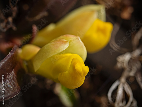 shrubby milkwort, Buchsblättrige Kreuzblume (Polygala chamaebuxus) photo