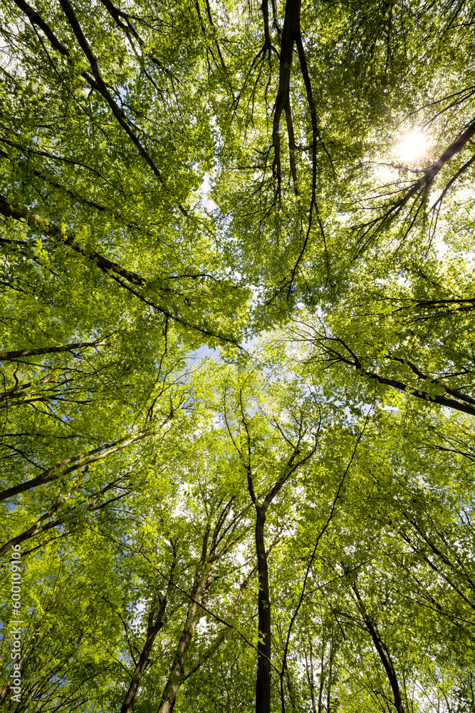 Fototapeta premium Green spring forest on a clear day.