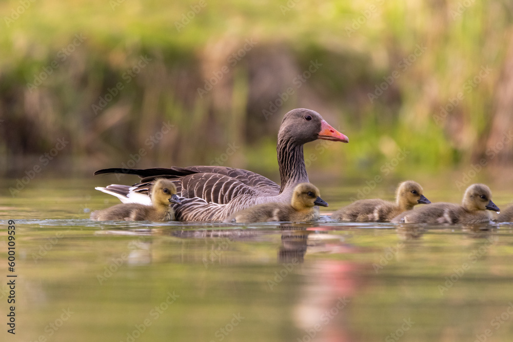 close up of swimming Greylag goose (Anser anser) family. Small chicks of greylag goose
close up of swimming Greylag goose (Anser anser) family. Small chicks of greylag goose