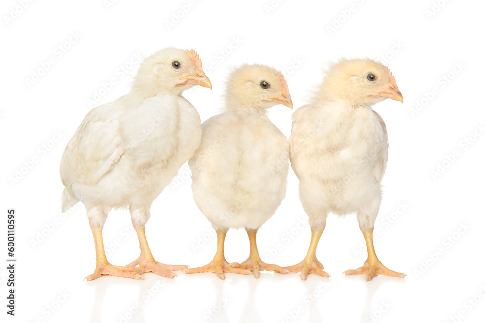 Three chickens on a white background