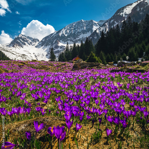 Purple crocus flowers on the steep mountain slope, Carpathians, Romania