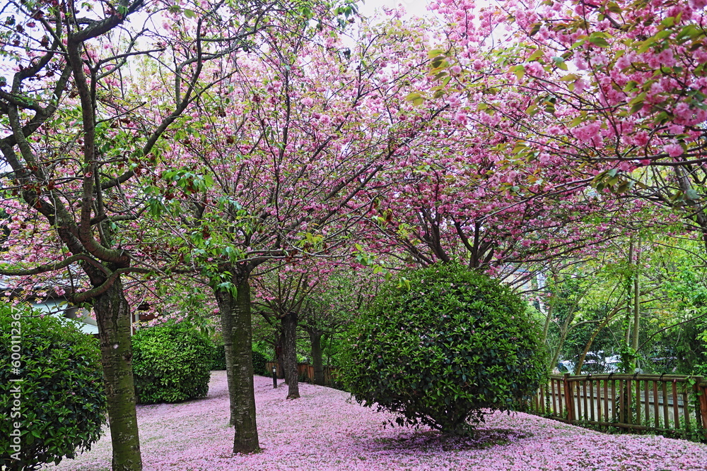 Obraz premium spring in the park