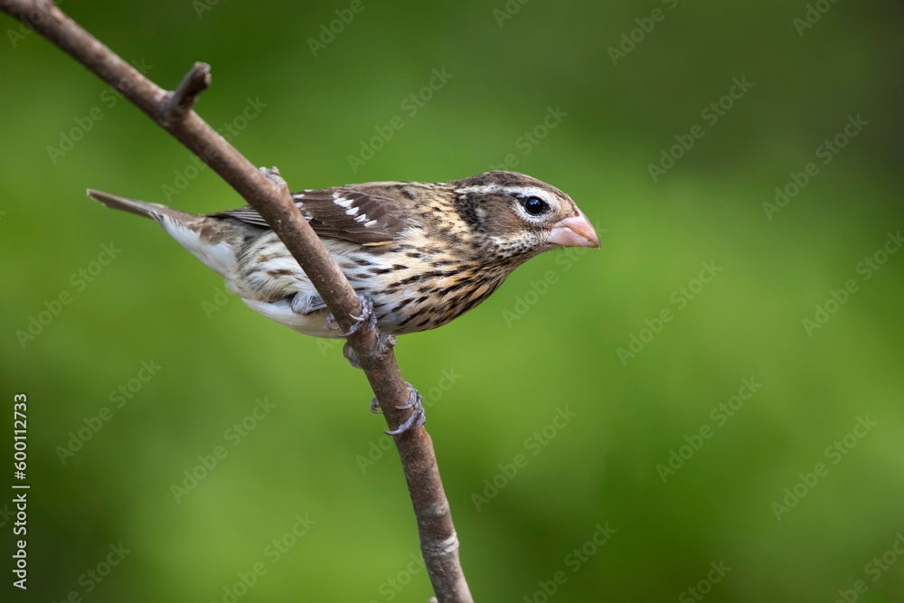 Fototapeta premium female rose breasted grosbeak