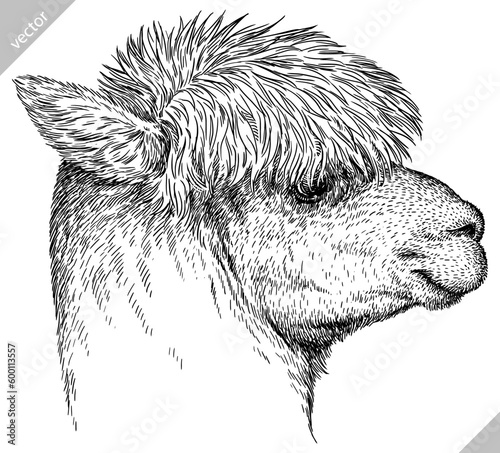 Vintage engraving isolated lama set illustration ink sketch. Alpaca background America animal silhouette art. Black and white hand drawn vector image.