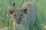 Lion cub close up