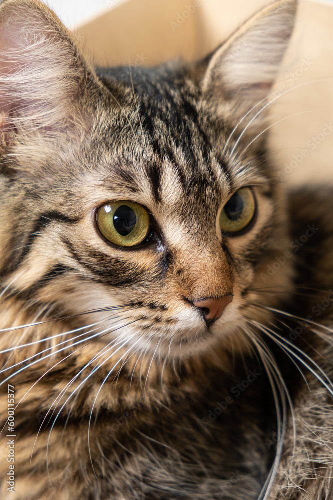 Portrait of a young one-year-old domestic cat looking away