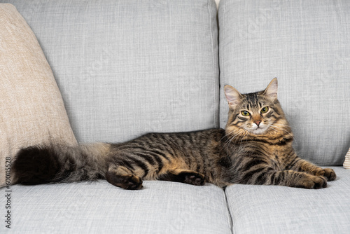 One-year-old tabby cat with a fluffy tail lying on a gray sofa.