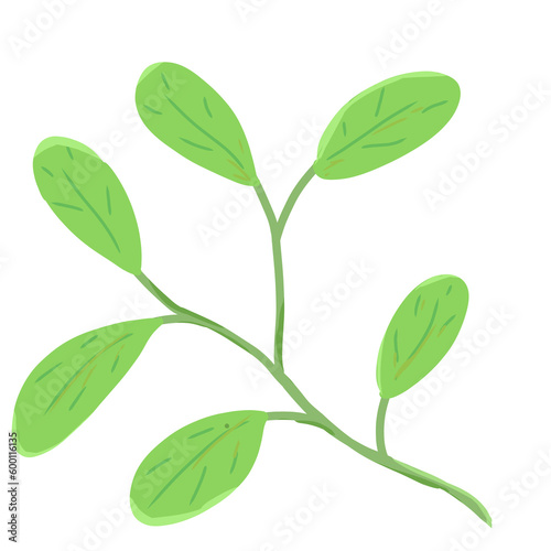 Rambutan leaves