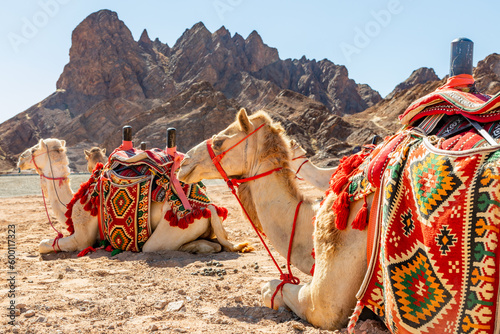 Harnessed riding camels resting in the desrt, Al Ula, Saudi Arabia photo
